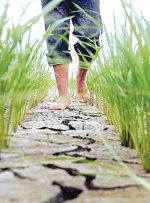 صدریان فر اعتبار خود در بین کشاورزان را از دست داد / تشکلهای کشاورزی به هیچوجه حاضر به همکاری با سازمان آب و برق خوزستان تحت مدیریت صدریان فر نیستند / استاندار خوزستان تعیین تکلیف کند