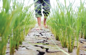 صدریان فر اعتبار خود در بین کشاورزان را از دست داد / تشکلهای کشاورزی به هیچوجه حاضر به همکاری با سازمان آب و برق خوزستان تحت مدیریت صدریان فر نیستند / استاندار خوزستان تعیین تکلیف کند صدریان فر اعتبار خود در بین کشاورزان را از دست داد / تشکلهای کشاورزی به هیچوجه حاضر به همکاری با سازمان آب و برق خوزستان تحت مدیریت صدریان فر نیستند / استاندار خوزستان تعیین تکلیف کند