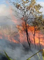 کوره غیرمجاز تولید زغال باعث آتش سوزی منابع طبیعی شد