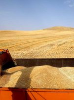 ۷۵ درصد مطالبات گندمکاران دزفول پرداخت شد