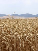 ۹۵ درصد مطالبات کشاورزان گندم کار پرداخت شد