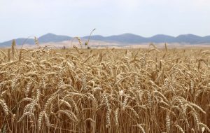 ۹۵ درصد مطالبات کشاورزان گندم کار پرداخت شد ۹۵ درصد مطالبات کشاورزان گندم کار پرداخت شد