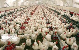 قطع برق موجب تلفات فراوان در واحدهای مرغداری دزفول شد قطع برق موجب تلفات فراوان در واحدهای مرغداری دزفول شد