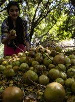 حدود ۲۳ هزار تن انار از بیش از ۲ هزار هکتار باغ انار در خوزستان برداشت می شود