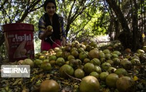 حدود ۲۳ هزار تن انار از بیش از ۲ هزار هکتار باغ انار در خوزستان برداشت می شود حدود ۲۳ هزار تن انار از بیش از ۲ هزار هکتار باغ انار در خوزستان برداشت می شود