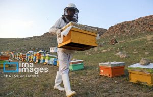 سرشماری زنبورستان های دزفول با هدف خدمت رسانی بهتر به زنبورداران در حال انجام است