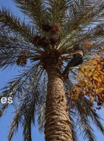 کاهش ۴۰درصدی تولید و برداشت خرما در آبادان