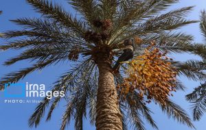 کاهش ۴۰درصدی تولید و برداشت خرما در آبادان کاهش ۴۰درصدی تولید و برداشت خرما در آبادان