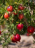 امسال مقدار برداشت انار از باغات استان ۲۳ هزار تن پیش بینی شده