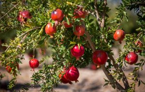 امسال مقدار برداشت انار از باغات استان ۲۳ هزار تن پیش بینی شده امسال مقدار برداشت انار از باغات استان ۲۳ هزار تن پیش بینی شده