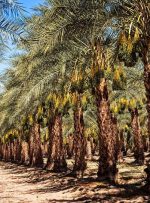 کاهش برداشت خرما نسبت به سال گذشته