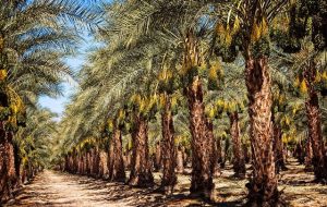 کاهش برداشت خرما نسبت به سال گذشته کاهش برداشت خرما نسبت به سال گذشته