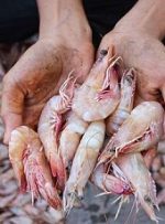 تولید میگو در استان علاوه بر تامین نیاز داخلی زمینه را برای ایجاد اشتغال فراهم می کند