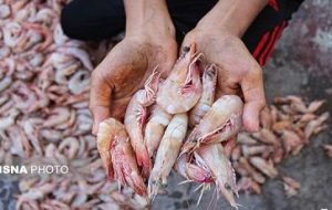 تولید میگو در استان علاوه بر تامین نیاز داخلی زمینه را برای ایجاد اشتغال فراهم می کند تولید میگو در استان علاوه بر تامین نیاز داخلی زمینه را برای ایجاد اشتغال فراهم می کند