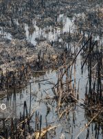 از تیرماه تالاب شیمبار خشک شده که باعث تشدید آتش سوزی تالاب می شود از تیرماه تالاب شیمبار خشک شده که باعث تشدید آتش سوزی تالاب می شود