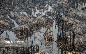 از تیرماه تالاب شیمبار خشک شده که باعث تشدید آتش سوزی تالاب می شود از تیرماه تالاب شیمبار خشک شده که باعث تشدید آتش سوزی تالاب می شود