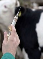 تب برفکی تهدید جدی برای امنیت غذایی استان_ ورود هرگونه دام به استان ممنوع است تب برفکی تهدید جدی برای امنیت غذایی استان_ ورود هرگونه دام به استان ممنوع است