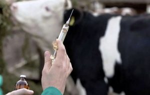 تب برفکی تهدید جدی برای امنیت غذایی استان_ ورود هرگونه دام به استان ممنوع است