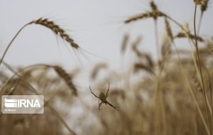 کاهش آفات تنها از طریق سم باشی نیست ،بهترین روش استفاده از مدیریت تلفیقی آفات است