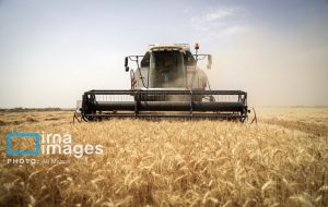 تمام اقدامات لازم جهت خرید و تحویل گندم از کشاورزان انجام شده