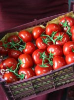 افزایش ورود گوجه فرنگی به میادین استان در پی کنترل صادات آن