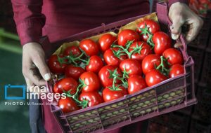 افزایش ورود گوجه فرنگی به میادین استان در پی کنترل صادات آن