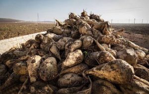 در ۱۳ هزار هکتار از اراضی شهرستان شوش چغدر قند کشت می شود