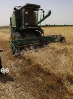 یک میلیون و ۳۵۰ هزار تن گندم تا کنون از کشاورزان خوزستانی خریداری شده است