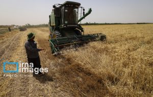 یک میلیون و ۳۵۰ هزار تن گندم تا کنون از کشاورزان خوزستانی خریداری شده است