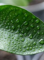 وقوع دمای بالای ۵۰ درجه در برخی از نقاط استان خوزستان