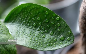 وقوع دمای بالای ۵۰ درجه در برخی از نقاط استان خوزستان وقوع دمای بالای ۵۰ درجه در برخی از نقاط استان خوزستان