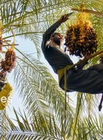 ۷۰ درصد خرمای نخلستان های آبادان از نوع استعمران است