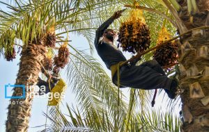 ۷۰ درصد خرمای نخلستان های آبادان از نوع استعمران است